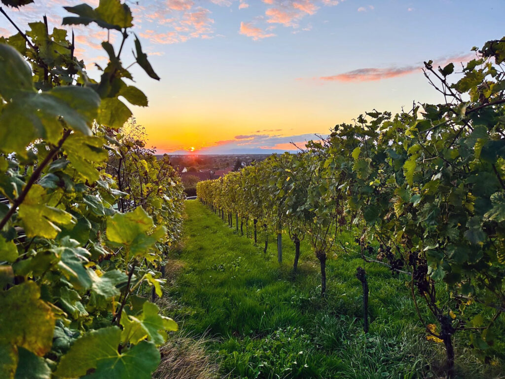 Blick aus den Weinreben im Schwarzwald über das Rheintal zum Sonnenuntergang über den Vogesen im Elsass